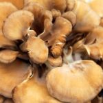 Maitake Pure Mushrooms